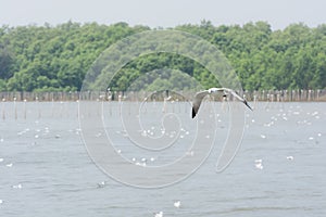 Flying Seagull over water