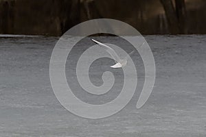 Flying seagull over a large ice floe.