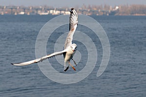 Flying seagull