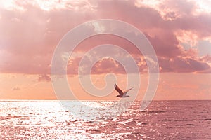 Flying Seagull in the purple pink sky. Beautiful sea. Color