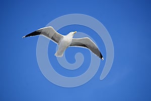 Flying seagull, ring-billed gull, Larus delawarensis, with widespread wings in the azure blue sky