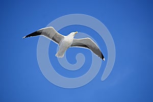 Flying seagull, ring-billed gull, Larus delawarensis, with widespread wings in the azure blue sky photo