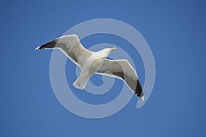 Flying ring-billed gull, seagull, in blue sky during sunny day