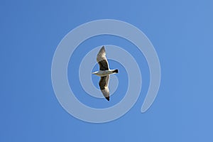 Flying seagull sea bird view from below blue sky
