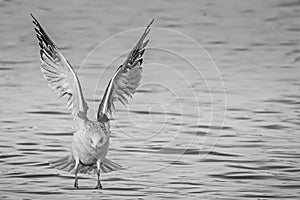 Flying seagull shortly before landing, photo in black and white