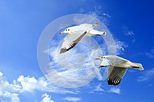 flying seagull in sky with clouds