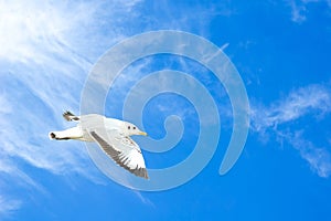 flying seagull in sky with clouds