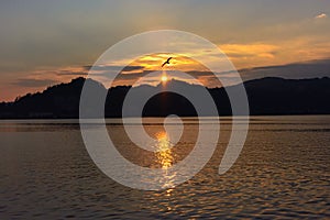 Flying seagull sunset over the mountains in the background