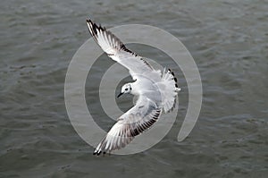 Flying seagull, top view