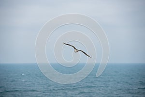 Flying seagull, top view silhouette. Bird flies over the sea. Seagull hover over deep blue sea. Gull hunting down fish. Gull over
