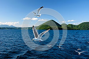 Flying seagull at Toya lake