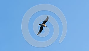 Flying seagull view from below