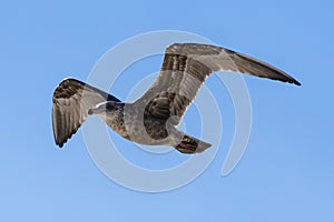 Flying seagull, view from below