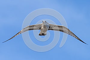 Flying seagull, view from below