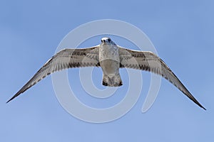 Flying seagull, view from below