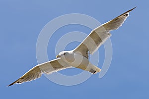 Flying seagull, view from below