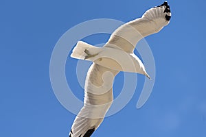Flying seagull, view from below