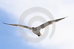 Flying seagull, view from below