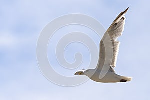 Flying seagull, view from below