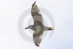 Flying seagull, view from below