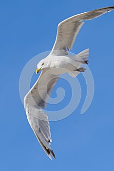 Flying seagull, view from below