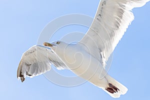 Flying seagull, view from below