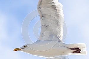 Flying seagull, view from below