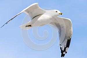 Flying seagull, view from below
