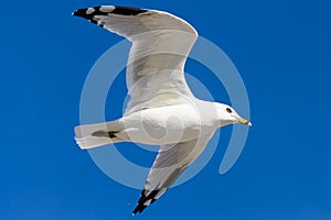 Flying seagull, view from below