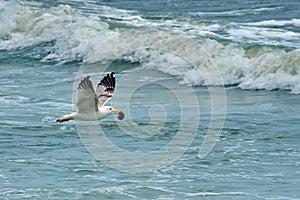 Sea. Flying seagull. Summer seascape