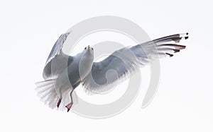 Flying seagull on white background. Flight of gull.