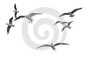 Flying seagulls