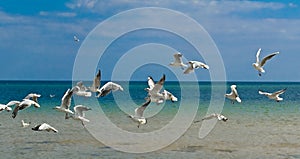 Flying seagulls