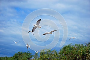 Flying seagulls