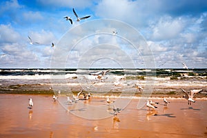 Flying seagulls photo