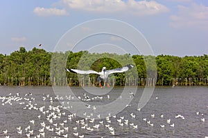 Flying seagulls