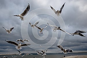 Flying seagulls