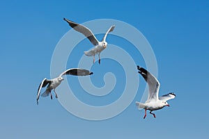 Flying seagulls in action at Bangpoo