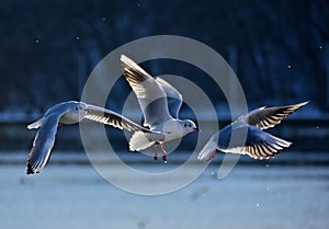 Flying seagulls at the baltic sea coast in gdynia, poland