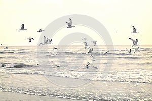 Flying seagulls at the beach