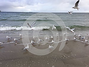 Flying seagulls on the beach in Gdynia. Cloudy day