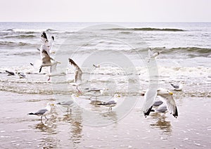 Flying seagulls at the beach