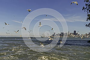 Flying seagulls in front of San Francisco skyline, CA, USA