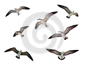 Flying seagulls isolated