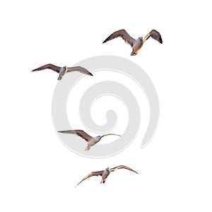 Flying seagulls photo