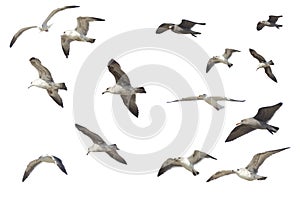 Flying Seagulls Isolated White