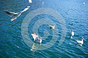 Flying Seagulls on Lugu lake