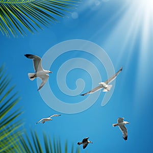 Flying seagulls over clear sky