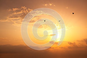 Flying seagulls over the sea against sky sunset