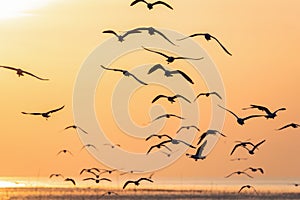 Flying seagulls over sea surface at sunrise